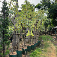 Pohon Bodhi Tree Varigata Original || Bodhi Varigata || Bodhi Varigata Ready Ukuran 2-3 mtr Tinggi