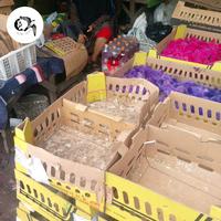 paketan anak ayam warna-warni untuk dagang