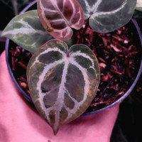 anthurium king of spades/HU x red crystallinum nse variegata - sp5