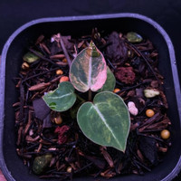 anthurium king of spades/HU x red crystallinum nse orange variegata - sp5