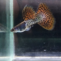 ikan hias Guppy metal red Lace sepasang