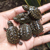 KURA AIR HAMILTONI TURTLE - Geoclemys hamiltonii - Black pond turtle - Spotted pond turtle - Indian spotted turtle