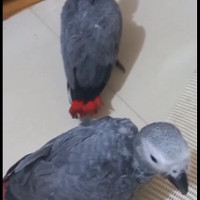 Baby african grey parrot / baby afgrey paruh bengkok