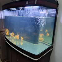 aquarium boyu lh 1000 full setset / akuarium & kabinet boyu bekas