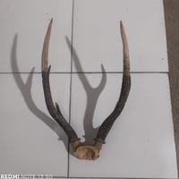 tanduk rusak asli buka  kw
