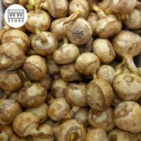 Buah chiku chi ku 500 gr