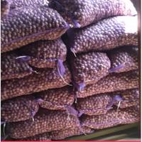 Bawang Putih Tunggal - Bawang Lanang - Bawang Putih Lanang