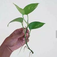 tanaman hias sirih gading sidah berakar stek akar daun sirih siap tanam