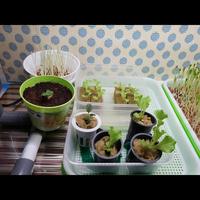 LED GROW LIGHT JINJING MICROGREENS