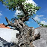 OBRAL Bonsai Arabica/ size L