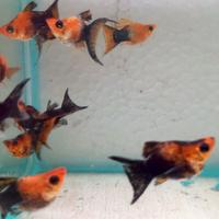 IKAN PLATY GOLDEN BLACK LYRETAIL BALON | HIASAN AKUARIUM