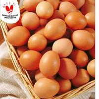 Jual Telur Ayam 1 Kg Di Palembang Harga Terbaru 2021