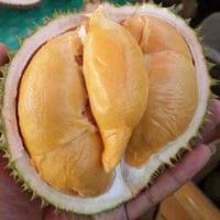 Jual Bibit Durian Tembaga Di Kediri Harga Terbaru 2021