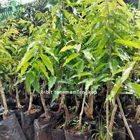 tanaman buah plum aussi unggul