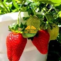 Jual Bibit Strawberry Giant Terbaik 