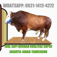 Jual Sapi Limosin Terbaik Terbaru May 2021 Harga Murah