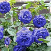 Jual Tanaman Mawar Biru Terbaik Harga Murah November 2021 Cicil 0