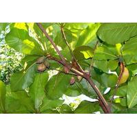 buah Ketapang basah/hijau makanan kakatua parbeng