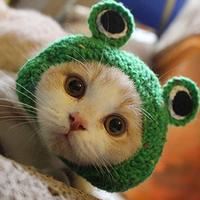 Jual Frog Hat Murah - Harga Terbaru 2022