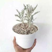 CC taman hias putri salju