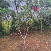 tanaman kamboja tinggi 150 cm