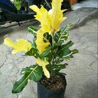 Jual Pohon Puring Terbaik - Harga Murah Januari 2025 & Cicil 0%