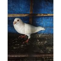 Jual Merpati Pos Putih Murah & Terbaik - Harga Terbaru Desember 2023