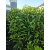 Pohon Mangga Nangklang 1.5 meter okulasi cepat berbuah