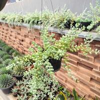 Tanaman Hias Cotyledon Pendes