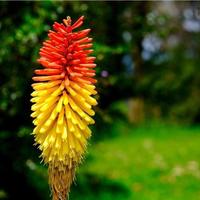 Biji Bunga Kniphofia Uvaria