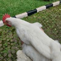 TELUR TETAS AYAM WHITE LEGHORN FERTIL PURE LINE ORI