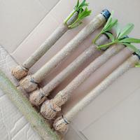 Yready Bonsai Stek Pohon Pule 1 Batang 30 Cm