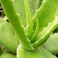 . 100Pcs Aloe Seeds Garden Vegetables Fruit Edible Beauty -