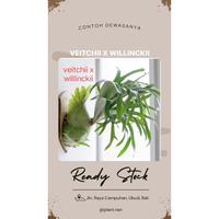 Unik platycerium veitchii x willinckii Limited