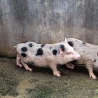 Micro Pig Murah Harga Terbaru - Pilihan Terlengkap