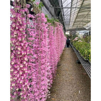 PROMO# Anggrek Apilum (Dendrobium aphyllum)