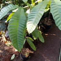 pohon buah matoa tinggi 1meter