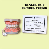 Model Gigi Phantom Gigi Study Model Besar Plus Sikat Gigi DENGAN