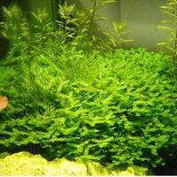 Redy Egrow 200Pcs/Pack Moss Live Aquatic Plants Seeds Aquarium !