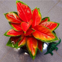 Aglonema Suksom Remaja - Tanaman Hias Hidup - Bung