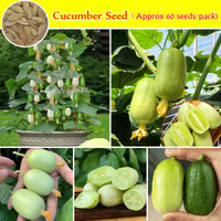 Pre Order 30 Harian [Fast Germination] 60pcs/bag Cucumber Seeds For Pl