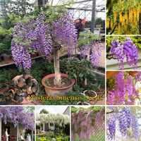 Pre Order 30 Harian [Fast Grow] 10-15 Seeds High Quality Colorful Wist