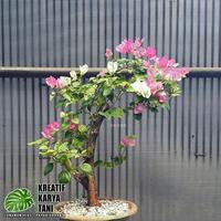 SUBUR" TANAMAN HIAS BUNGA BOUGENVILLE - BUGENVIL - BUNGA BOUGENVILLE
