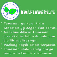 SUBUR" TANAMAN HIAS SENSIVERA MOON SHINE / SANSIVERA MOONSHINE / SANSIEVIERA