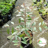 SUBUR" BIBIT POHON PELANGI - TANAMAN HIAS KAYU EUCALYPTUS - POHON RAINBOW