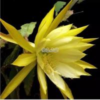 wijaya kusuma fusing gold