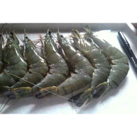viral Udang segar ±250gram