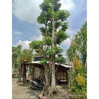 Jual Pohon Pule Terbaik - Harga Murah Maret 2025 & Cicil 0%