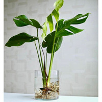 VAS BUNGA KACA BENING / VAS TABUNG / POT TANAMAN AIR HIDROPONIK / VAS