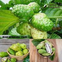 Buah mengkudu segar ( petik langsung )